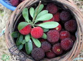 楊梅籽可以種嗎？楊梅籽怎么種小盆栽?？