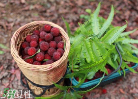 楊梅籽可以種嗎？楊梅籽怎么種小盆栽?？