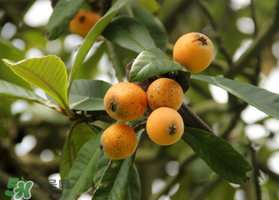 六月份還有枇杷嗎？枇杷六月份還有嗎？