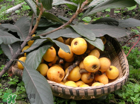 六月份還有枇杷嗎？枇杷六月份還有嗎？