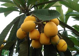 六月份還有枇杷嗎？枇杷六月份還有嗎？