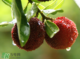 楊梅一天最多吃多少？楊梅一次能吃多少？