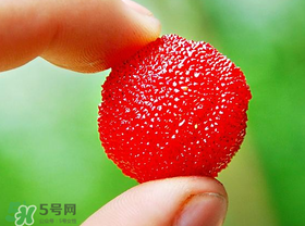 楊梅一天最多吃多少？楊梅一次能吃多少？