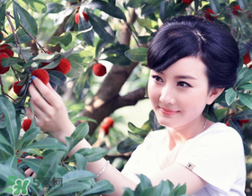 楊梅一天最多吃多少？楊梅一次能吃多少？