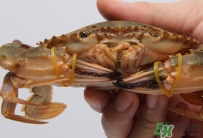 花蓋蟹什么時候最肥？花蓋蟹幾月份最肥