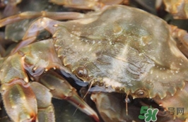 花蓋蟹有寄生蟲(chóng)嗎？花蓋蟹有沒(méi)有寄生蟲(chóng)