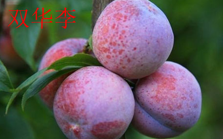 雙華李怎么吃不酸？雙華李不能和什么一起吃？