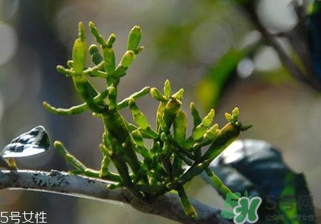 螃蟹腳茶多少錢一斤2017？螃蟹腳茶的價(jià)格