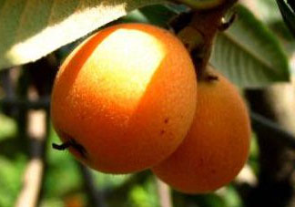 六月份還有枇杷嗎？枇杷六月份還有嗎？