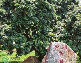 掛綠為什么只有一株？掛綠荔枝為什么不多種？