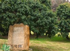 掛綠為什么只有一株？掛綠荔枝為什么不多種？