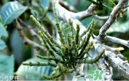 螃蟹腳茶多少錢一斤2017？螃蟹腳茶的價(jià)格