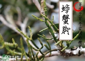 螃蟹腳茶哪些人不能喝？螃蟹腳茶哪些人能喝