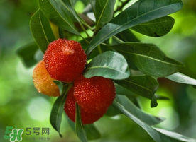 楊梅可以放冰箱冷藏嗎？楊梅可以放冰箱冷凍嗎？