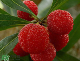 楊梅可以放冰箱冷藏嗎？楊梅可以放冰箱冷凍嗎？