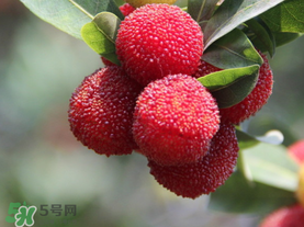 楊梅可以放冰箱冷藏嗎？楊梅可以放冰箱冷凍嗎？