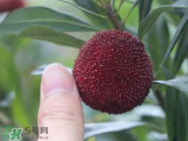 楊梅放冰箱能放幾天？楊梅可以放冰箱嗎？