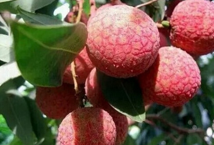 黑葉荔枝好吃嗎？黑葉荔枝多少錢一斤2017？