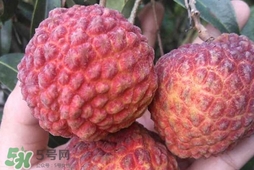 荔枝王是什么品種？荔枝王多少錢一斤2017？