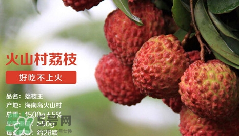 荔枝王的產(chǎn)地是哪里？荔枝王產(chǎn)地在哪兒