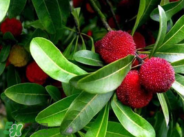 楊梅和花生能一起吃嗎？吃了楊梅還能吃生花生嗎？