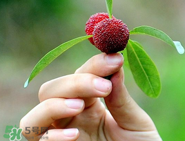 楊梅和花生能一起吃嗎？吃了楊梅還能吃生花生嗎？