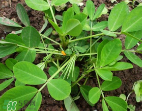 六月份還可以種花生嗎？六月份種花生可以嗎？