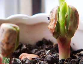 六月份還可以種花生嗎？六月份種花生可以嗎？