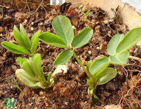 六月份還可以種花生嗎？六月份種花生可以嗎？