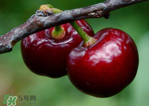 六月份還有櫻桃嗎？6月還有櫻桃嗎？