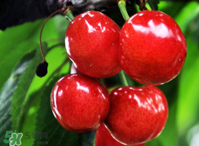 六月份還有櫻桃嗎？6月還有櫻桃嗎？