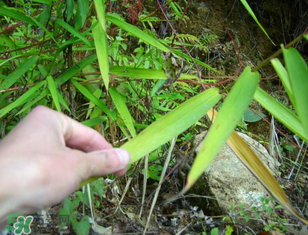 掃把蟲是什么？掃把蟲能吃嗎？