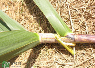 掃把蟲是什么？掃把蟲能吃嗎？