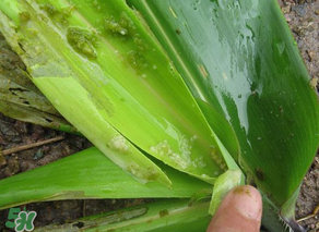 掃把蟲是什么？掃把蟲能吃嗎？