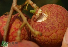 荔枝王的產(chǎn)地是哪里？荔枝王產(chǎn)地在哪兒