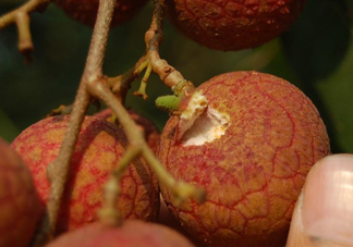 黑葉荔枝好吃嗎？黑葉荔枝多少錢(qián)一斤2017？