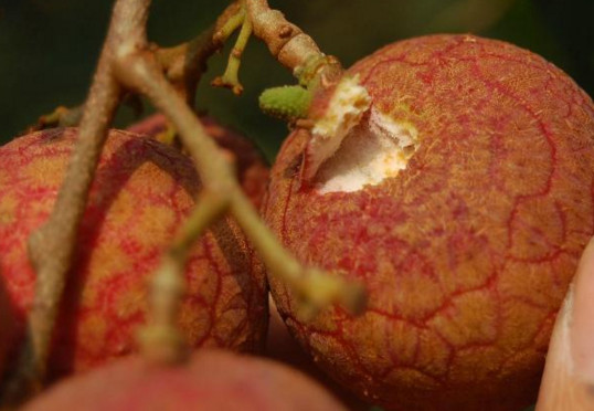 黑葉荔枝好吃嗎？黑葉荔枝多少錢一斤2017？