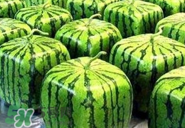 方形西瓜多少錢一斤2017？ 方形西瓜模具一個(gè)多少錢