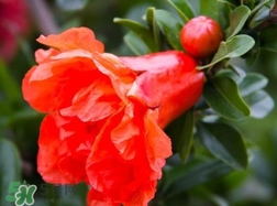 石榴花花語代表什么意思？石榴花花語是什么意思