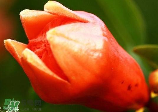 石榴花有毒嗎？石榴花能吃嗎？