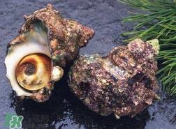海螺怎樣吃才正確圖解？海螺哪里不能吃圖示