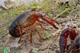 潛江小龍蝦有什么特色？潛江龍蝦節(jié)是每年什么時(shí)候？ 