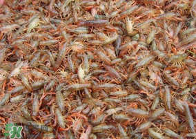 龍蝦苗多少錢一斤？龍蝦苗多少錢一斤2017？