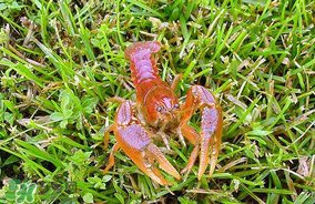 龍蝦苗多少錢一斤？龍蝦苗多少錢一斤2017？