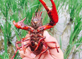 龍蝦苗多少錢一斤？龍蝦苗多少錢一斤2017？
