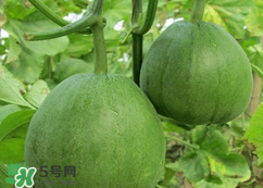 甜瓜怎么挑？甜瓜挑選方法