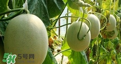 甜瓜怎么挑？甜瓜挑選方法