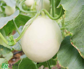 甜瓜怎么挑？甜瓜挑選方法