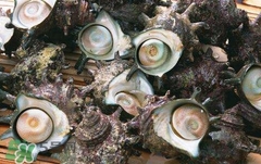 死海螺能吃嗎？死海螺可以吃嗎