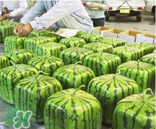 方形西瓜哪里有賣的？哪里可以買到方形西瓜